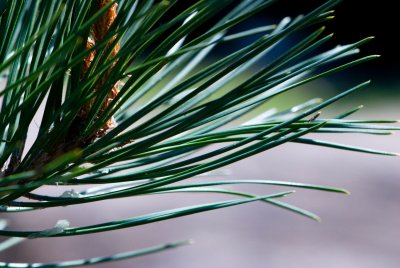 Pinus tabuliformis var. mukdensis - borovice čínská - jehlice